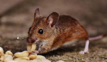 Find Exterminators in Botetourt County
